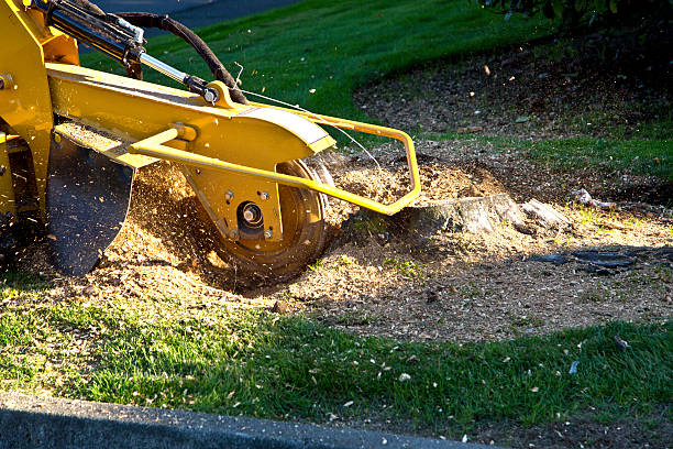 How Our Tree Care Process Works  in  Lansing, MI